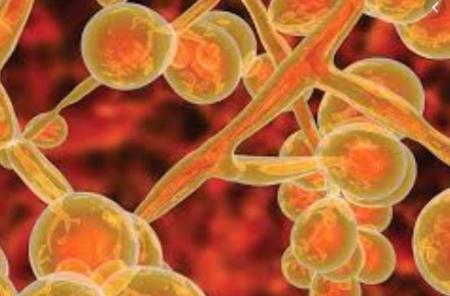 Siêu nấm candida auris có khả năng kháng thuốc
