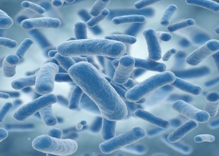 Vi khuẩn là gì và chúng làm gì?