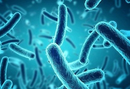 Thực phẩm thông thường làm thay đổi vi khuẩn đường ruột bằng cách ảnh hưởng đến virus