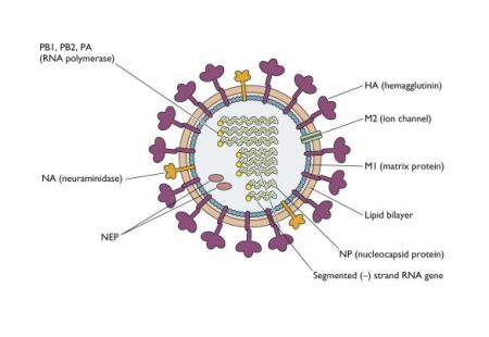 Thuốc kháng vi-rút mới cho thấy có triển vọng chống lại vi-rút cúm trong các thử nghiệm sớm