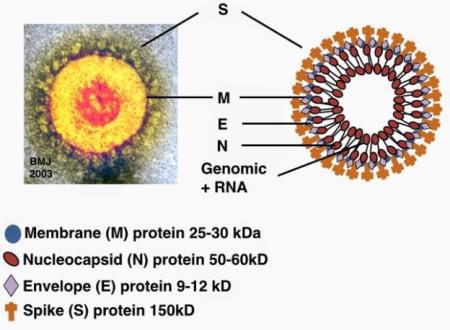 Giải phẫu cấu trúc của một virus corona: cách thức virus corona tấn công hệ miễn dịch và gây bệnh trên người.