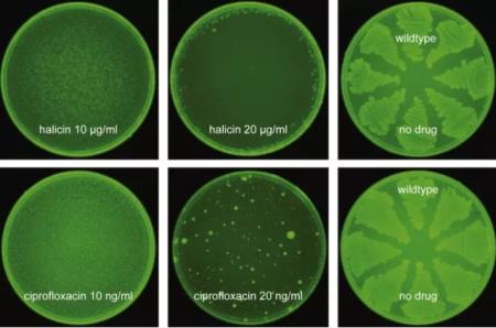Trí tuệ nhân tạo mang lại kháng sinh mới