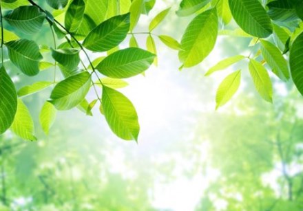 Các nhà khoa học làm sáng tỏ bí ẩn của quang hợp