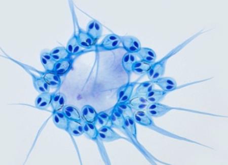 Phát hiện mới: sinh vật có đôi mắt giống người ngoài hành tinh, có thể sống mà không cần thở