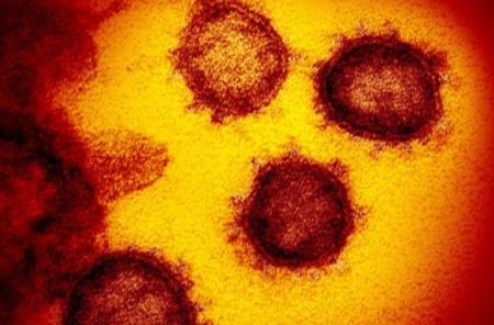 Các nhà nghiên cứu Trung Quốc xác định hai chủng coronavirus mới