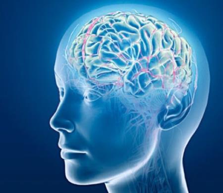 Một bước gần hơn để hiểu bộ não con người
