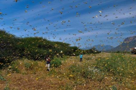 Đại chiến 400 tỷ con châu chấu ở biên giới TQ: Vì sao 100.000 con vịt không được "ra trận"