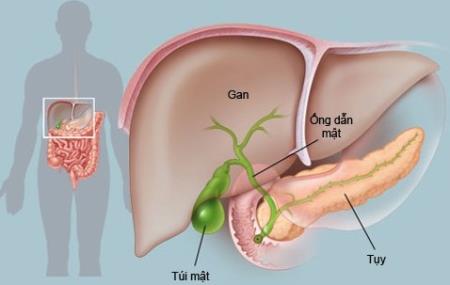 Làm thế nào vi khuẩn thường trú tái cấu trúc hóa học cơ thể