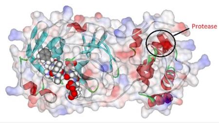 nCoV bị chặn khả năng truyền nhiễm bởi chất ức chế protease