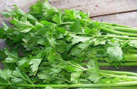 Nghiên cứu mới giải thích cơ chế phân tử cho tác dụng chữa bệnh của rau mùi