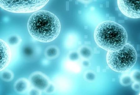 Sử dụng liệu pháp tế bào gốc, các nhà khoa học chữa khỏi hoàn toàn bệnh tiểu đường trên chuột