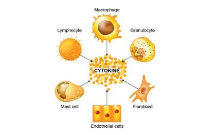 “Cơn bão Cytokine" khiến phi công người Anh nhiễm Covid-19 nguy kịch là gì?