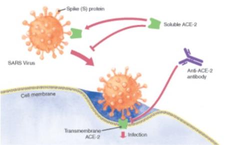 Nguyên nhân virus SARS-CoV-2 cực kỳ nguy hiểm