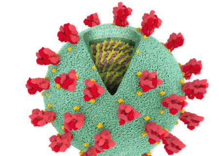 Chi tiết bộ gen SARS-CoV-2: Những tên khủng bố chiếm dụng tế bào phổi người