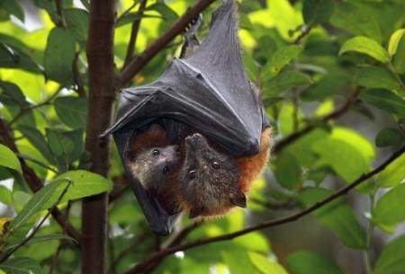 Phát hiện thêm 6 loại virus corona chủng mới trên loài dơi ở Myanmar