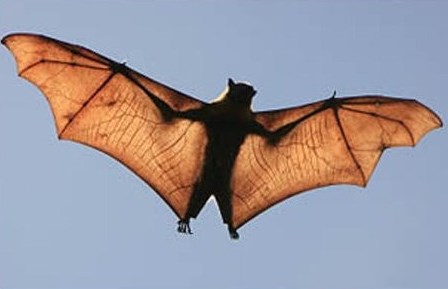 Khả năng miễn dịch của dơi cho phép chúng duy trì trong cơ thể một lượng virus lớn mà không bị bệnh