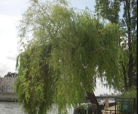 Tìm thấy chất chống nhiều loại ung thư trong cây liễu