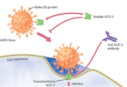 Các nhà nghiên cứu tìm ra thuốc ức chế SARS-CoV-2 từ giai đoạn đầu