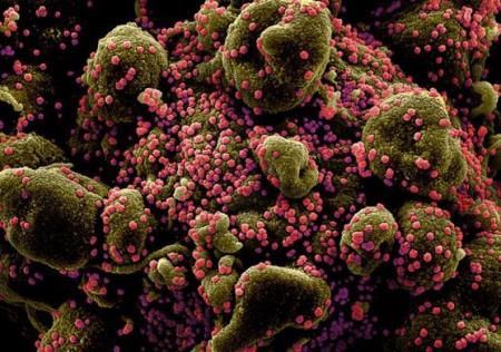 Virus corona: Cộng sinh với dơi "ít nhất hơn 10.000 năm" và lí do cần sinh vật trung gian để lây sang người