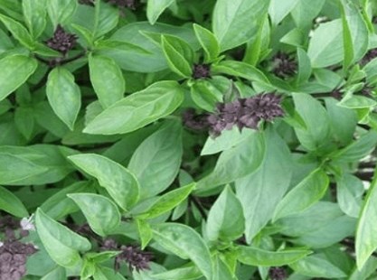 Húng quế nhiều tác dụng cho sức khỏe