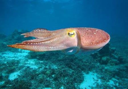 Cách mới để điều trị ALS, nhắm vào rối loạn chức năng khớp thần kinh