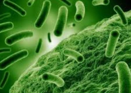 Chế độ ăn uống, vi khuẩn đường ruột ảnh hưởng đến kết quả điều trị ung thư