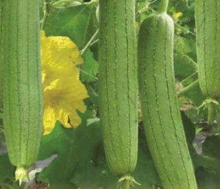 Công dụng chữa bệnh của quả mướp