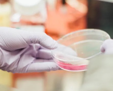 Thuốc giúp các tế bào thần kinh cảm giác phát triển lại