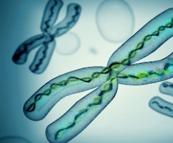 Sinh nhiều con trai hay gái? Nó nằm trong gen của người cha