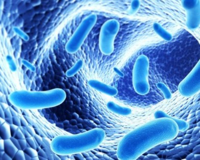 Lactobacillus điều khiển axit mật để tạo ra môi trường ruột thuận lợi