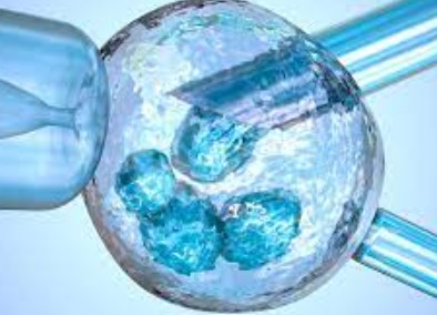 Các nhà khoa học tạo ra phôi chimeric người-khỉ