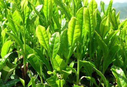 Nghiên cứu mới công bố: Trà xanh và 2 loại nước ép trái cây có thể chống lại Covid-19