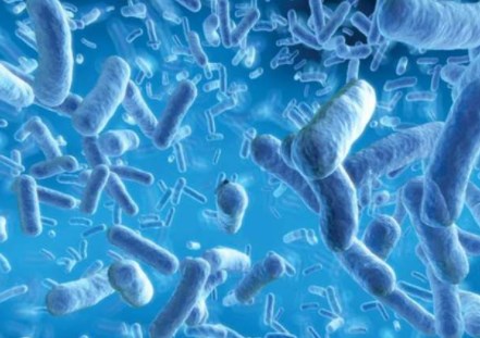 Nhịn ăn làm giảm huyết áp bằng cách định hình lại hệ vi sinh vật đường ruột