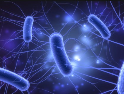 Nghiên cứu về sự gia tăng của vi khuẩn E. coli đa kháng thuốc