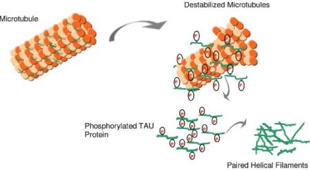 Phương pháp mới xác định các tập hợp protein tau xuất hiện trong các cấu trúc cơ thể khỏe mạnh