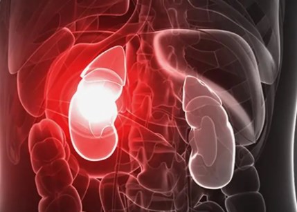 Enzyme có thể giúp hạn chế bệnh thận mãn tính