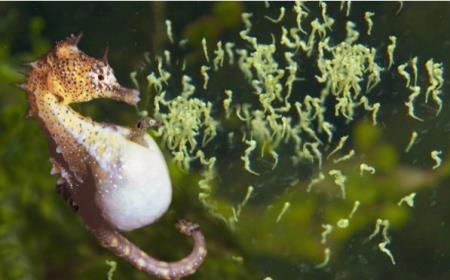 Cá ngựa: Vị thuốc tốt cho sinh lý Nam và Nữ giới