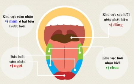Các thụ thể trong trò chơi kéo co đối với vị chua ở ruồi giấm làm sáng tỏ sinh học vị giác của con người