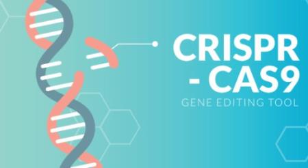 Công nghệ sửa đổi gene CRISPR có thể ngưng sự lan truyền của virus corona giữa các tế bào trên người
