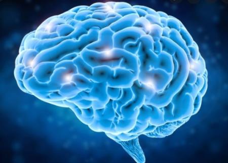 Các nhà khoa học thần kinh cho rằng vùng não locus coeruleus là vị trí then chốt của việc học