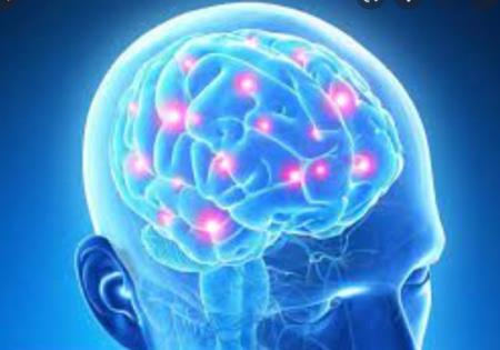 Nhiều gen của con người tiến hóa nhanh nhất liên quan đến những thay đổi tiến hóa trong quá trình phát triển não bộ