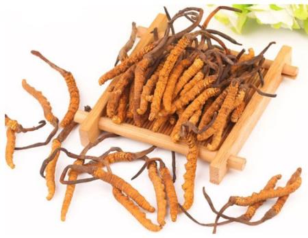 Nấm Đông Trùng Hạ Thảo là gì? Công dụng, cách dùng, giá bán ra sao?