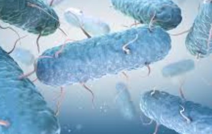 Nghiên cứu trên chuột xác định protein vi khuẩn có liên quan đến ung thư đại trực tràng