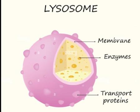 Phương pháp điều trị mới cho ung thư cổ tử cung