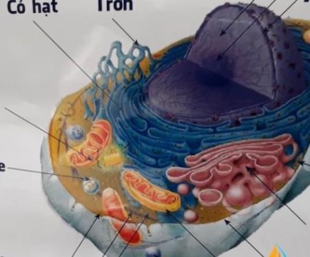 Một cơ chế điều chỉnh quan trọng của sự phát triển tế bào đã được giải mã