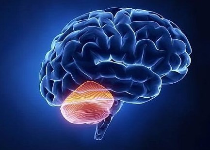 Khám phá một chức năng mới của tiểu não