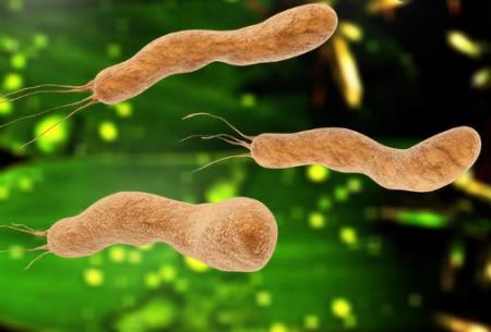 Cách thức thuốc kháng sinh hoạt động bên trong vi khuẩn gây bệnh