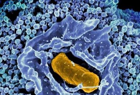 Vai trò cực lớn của hệ vi sinh vật đường ruột trong việc định hình các phân tử trong máu