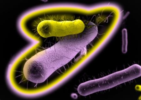 Nghiên cứu cho thấy một loại vi khuẩn thông thường có thể lây lan từ ruột như thế nào