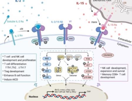 Tăng cường khả năng bảo vệ miễn dịch: Interleukin-2 thúc đẩy các quyết định số phận trong tế bào T CD8